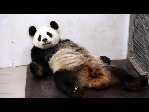 Awesome animals giving birth live | KADAM'S WORLD