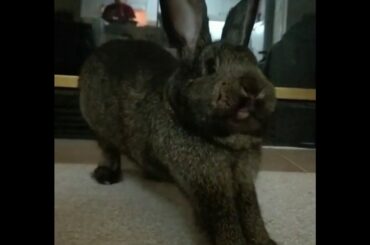 The Yawning Bunny