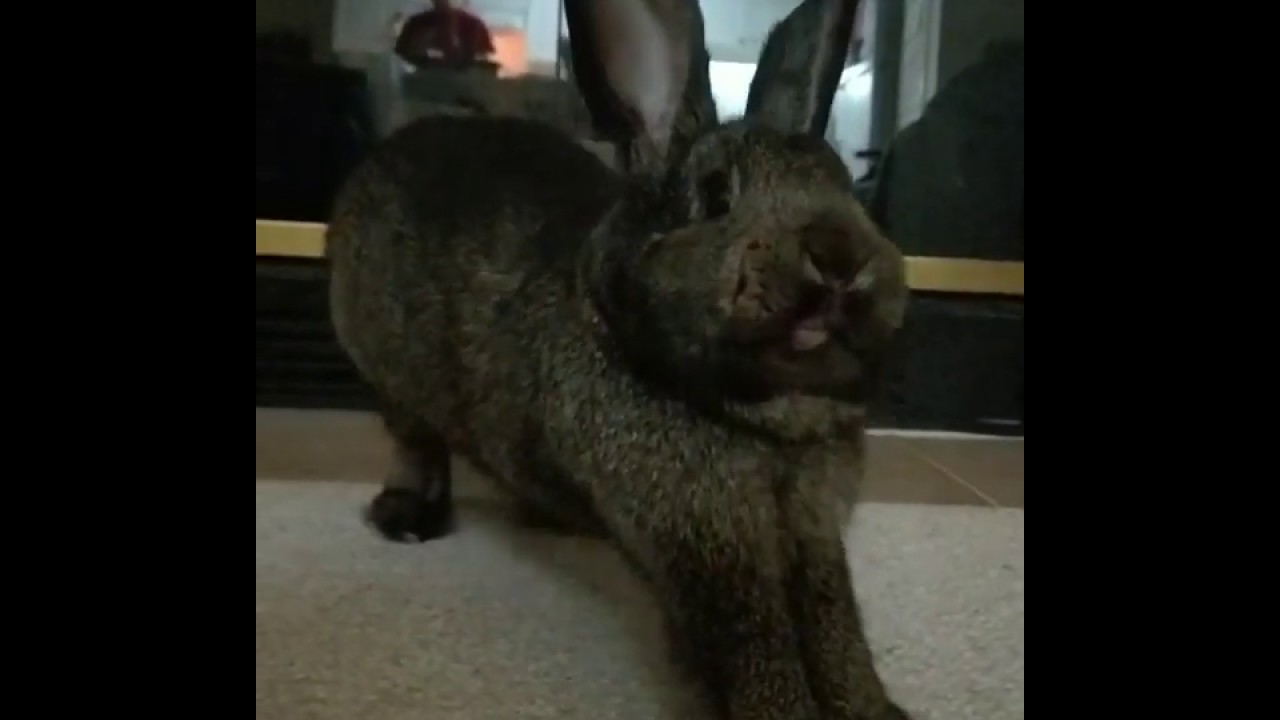 The Yawning Bunny