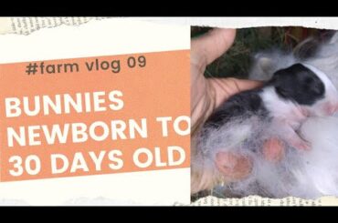Anak Kelinci Lucu Imut Usia 1-30 Hari | Cute Bunnies Day 1-30 | Efi's FarmVlog 09