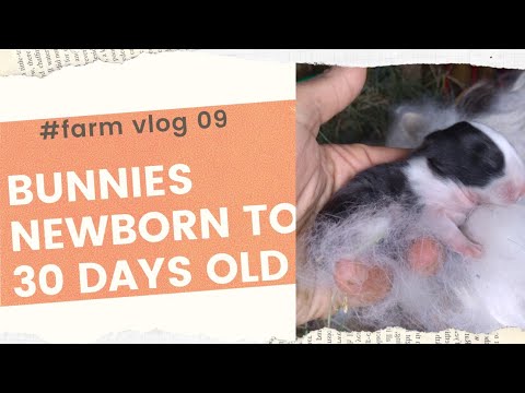 Anak Kelinci Lucu Imut Usia 1-30 Hari | Cute Bunnies Day 1-30 | Efi's FarmVlog 09