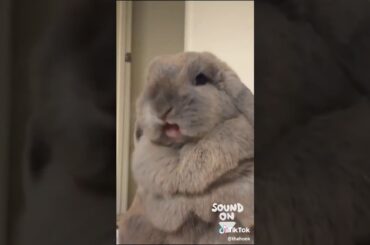 cute rabbit