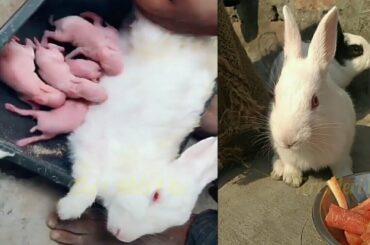 Rabbit-A funny and cute bunny videos