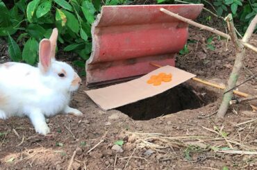 Wow Quick Rabbit Trap - How To Make A Homemade Rabbit Trap Easy ( That work 100% )