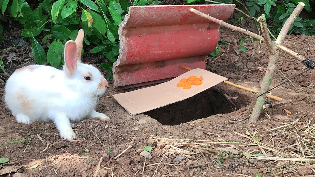 Wow Quick Rabbit Trap - How To Make A Homemade Rabbit Trap Easy ( That work 100% )