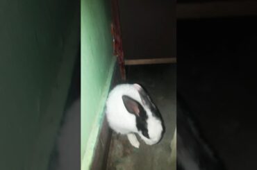 Cute rabbit