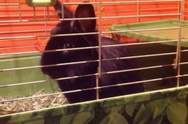 Worlds cutest bunny