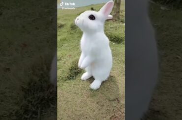 Cute rabbit's  dancing