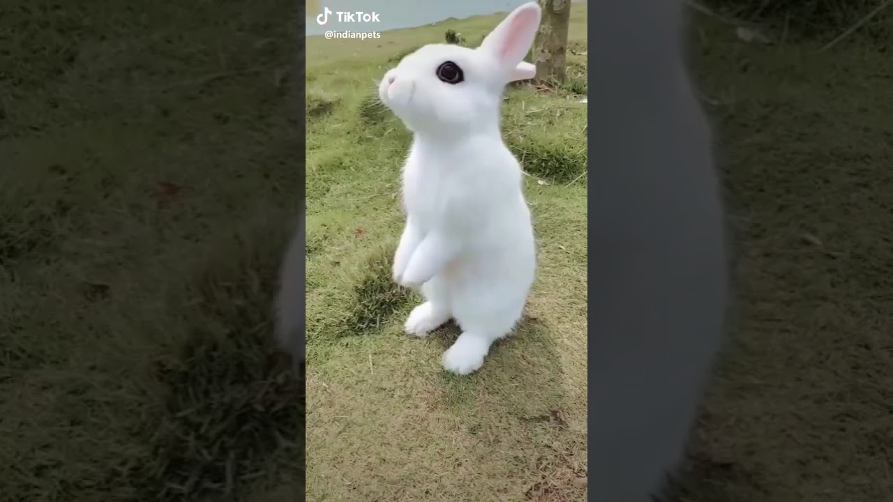 Cute rabbit's  dancing