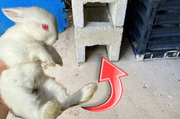 RESCUED! BABY RABBIT STUCK In CONCRETE HOLE!