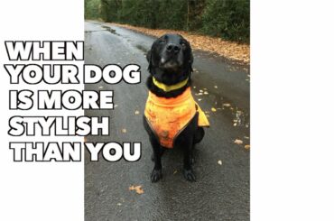 Our Dog Percy the Black Labrador Tries out the Rabbitgoo Waterproof Winter Coat