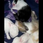 sleeping baby bunnies