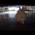 Coniglio mangia carota - rabbit eats carrot
