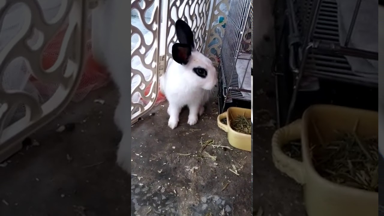 My cute bunny rabbit 5