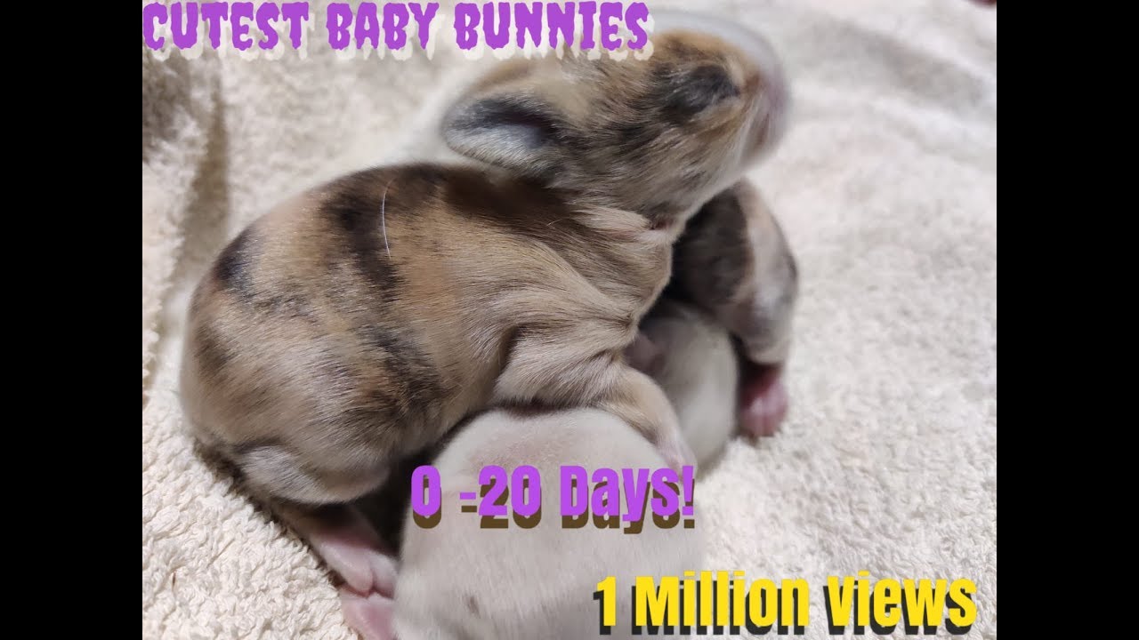 Cutest baby bunnies newborn to 20 days!