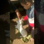 Rabbit and baby video
