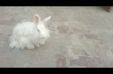 Lionhead angora rabbit