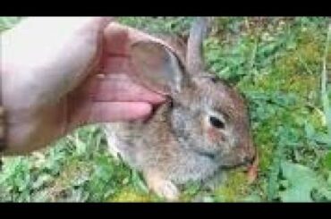 Guy pets cute bunny