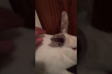 Issa rabbit (read description )
