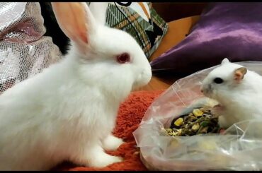 CONEJITO y HAMSTER  RUSO comparten Comida , Funny Hamster, Cute bunny.