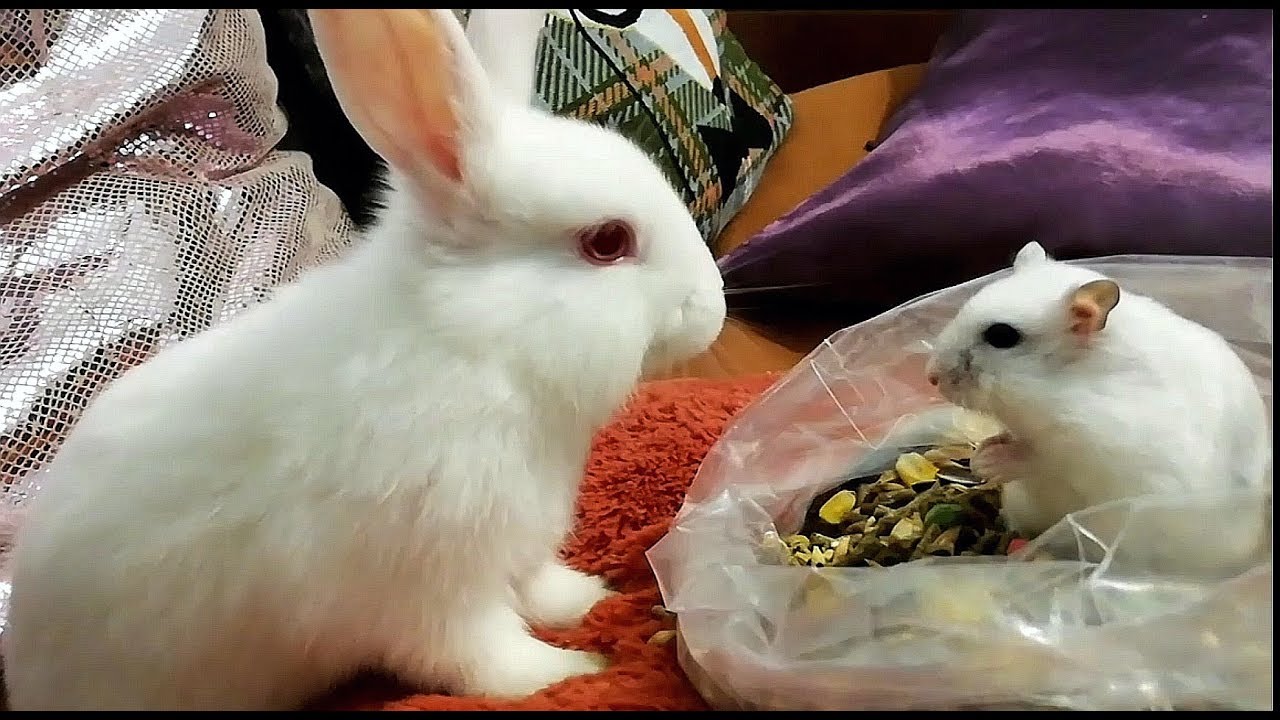 CONEJITO y HAMSTER  RUSO comparten Comida , Funny Hamster, Cute bunny.