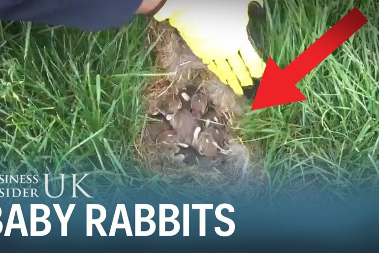 This video of baby rabbits will make you think twice before mowing your lawn