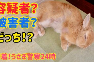 【うさぎ】密着！警察24時★逮捕の瞬間！【かわいい】Cute rabbit police #63