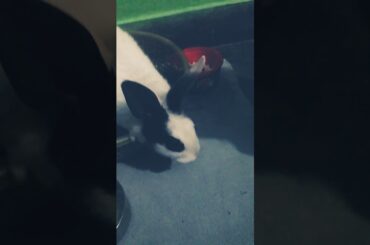 Cute rabbit