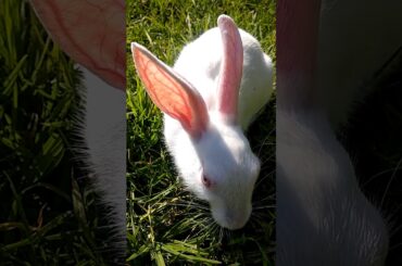 Funny rabbit 🐇🐇🐇🐇🐇🐇🐇🐇🐇🐇