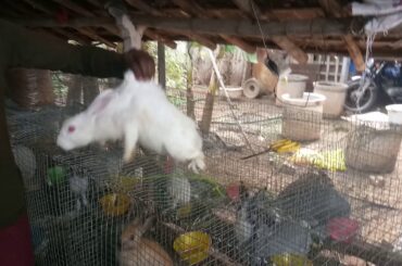 Rabbit sales contact 9080740885