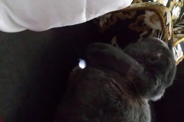 Bunny cleaning a couch
