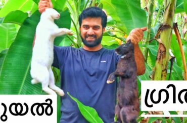 മുയൽ ഗ്രിൽ | Rabbit Grill | Primitive Technology |ZPOTON TFT