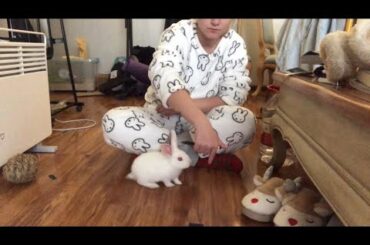 Baby bunny does tricks