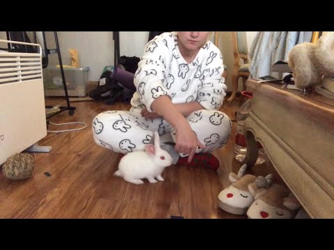 Baby bunny does tricks