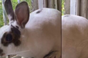 Cute bunny 🐰 wallpaper images