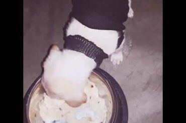 Gloomy and Galaxy's sunday routine 🐰🐶 Food is life 🥛🥗 #puppy #bunny #puppylovers #bunnylovers