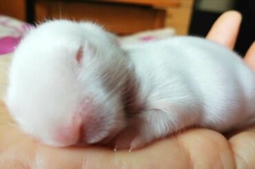 Cutest Baby Bunnies adorable, conejito bebe super tierno 🐰