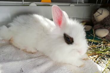 My Cute Baby Bunny, funny rabbit. Conejito descansado Felizmente 🐰😴