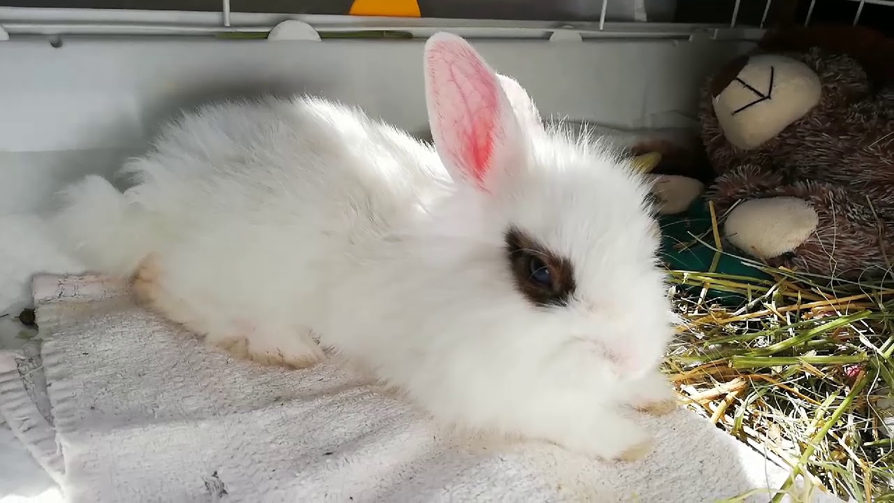 My Cute Baby Bunny, funny rabbit. Conejito descansado Felizmente 🐰😴