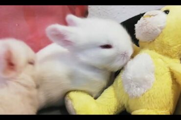 Conejitos Bebes, abren los ojos por primera vez! día 12. Cute Baby Bunnies.🐇🐇🐇
