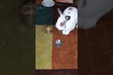 Chuck Bunny...Too Cute