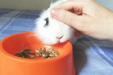 Conejito holandes comiendo su pienso feliz. My Cute Baby Bunny eating🐰😋