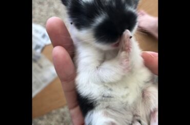 Super cute bunny video from baby to adult