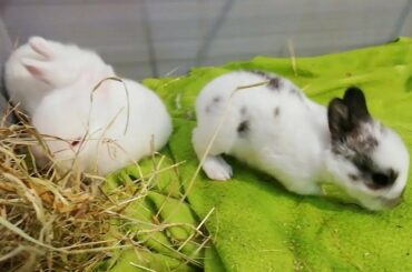 Conejos bebés ya quieren comer solos! Baby Bunnies. Día 14 🐰🍼🐇🐰