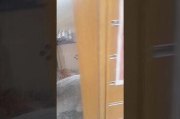 Cute bunny from pets at home
