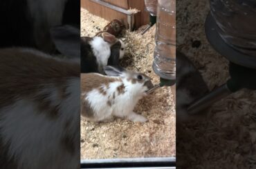 The cutest rabbit of pets Home