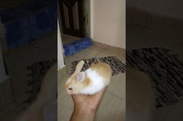 My cute rabbit