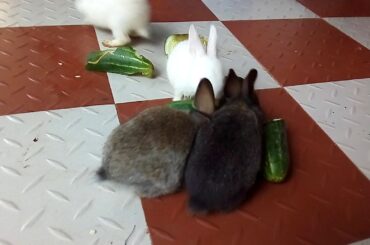 baby bunnies eating cucumber
