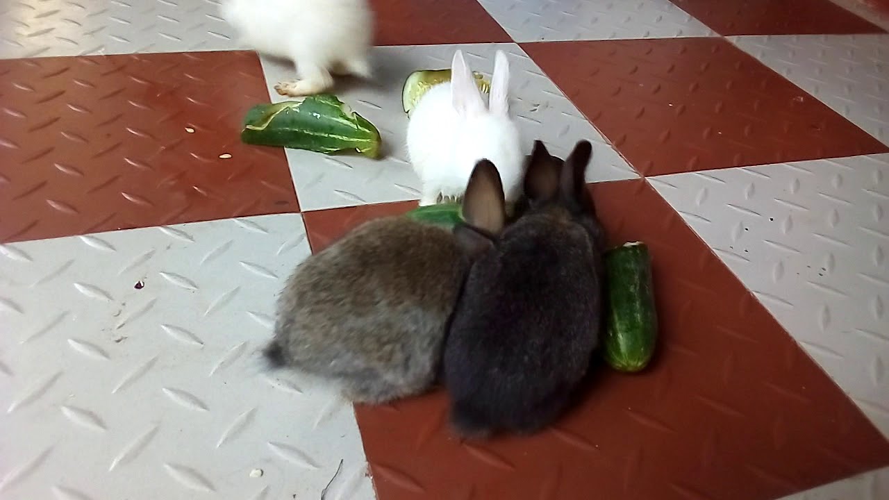 baby bunnies eating cucumber
