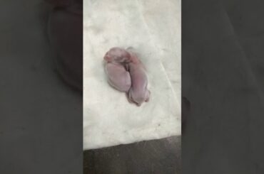 Rabbit babies video no 2